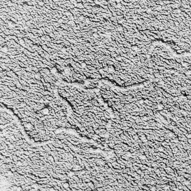 ১৯৭৮ সালে মিশিগান বিশ্ববিদ্যালয়ের গবেষকদের তোলা ডিএনএসহ মানব জিনের ছবি