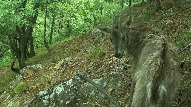 (캡션) 산양(멸종위기 1급)
