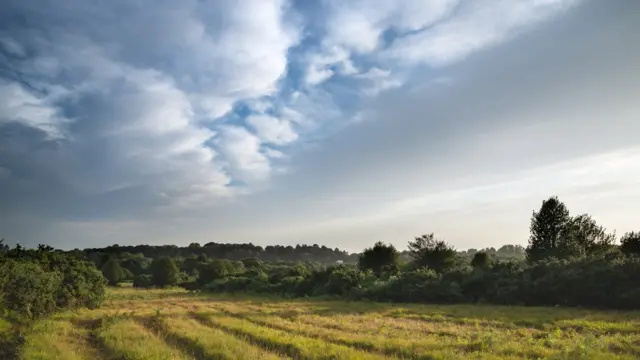 Види Ешдаунського лісу