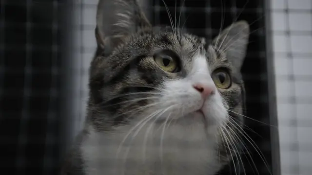 Домашняя кошка