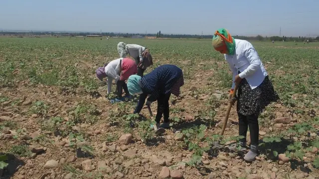 Пахта даласида ишлаётган вояна етмаганлар
