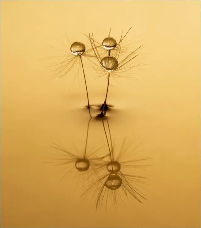 बीज़ों पर पड़ी ओस की बूंद