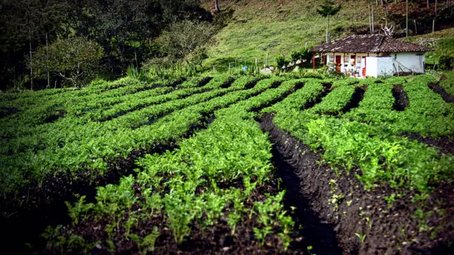 Hileras de cultivo de papa junto a una casa tradicional en el Carmen de Viboral, en Antioquia, Colombia