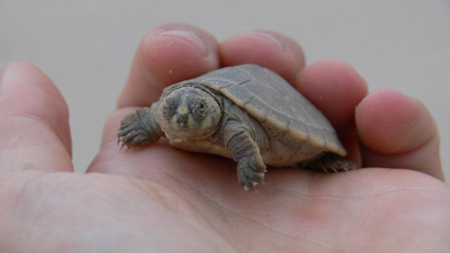 Tartarugas são alvoquantos saques posso fazer na realsbetcaçadores, que depois vendem a carne e os ovos, na Amazônia