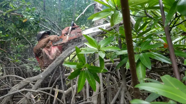Seorang warga Batu Ampar menebang bakau dengan gergaji mesin.