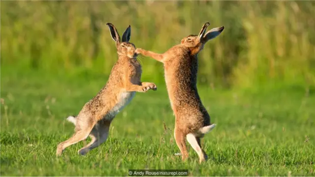 Terwelu coklat (Lepus europaeus) bertinju.