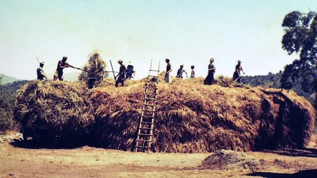 Agricultura en Colonia Dignidad