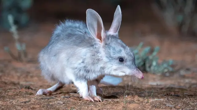 호주에서 가장 사랑받는 유대류인 빌비는 "호주의 부활절 토끼"로 불린다