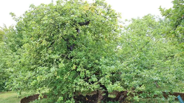 Яблоня, под которой сидел Ньютон