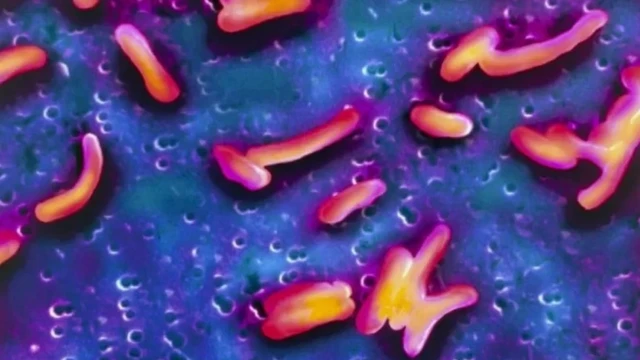 हैजाको जीवाणु