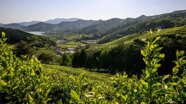 Campossites de loteriaschá na provínciasites de loteriasJeolla do Sul