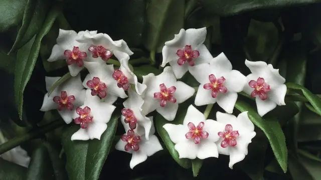 Hoya lanceolata bella