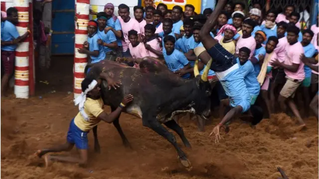 ஜல்லிக்கட்டை