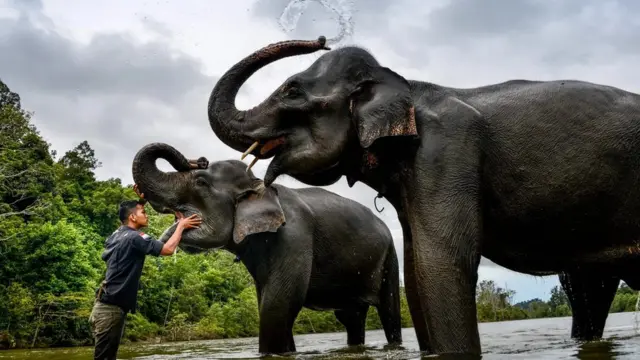 Arba lamaa fi nama tokko