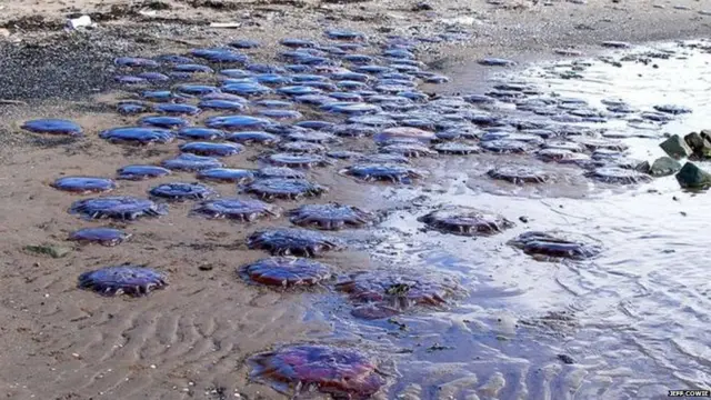 जेलीफिश