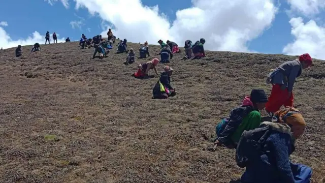 बहुमुल्य जडिवुटी यार्सा संकलनको लागि गतवर्ष डोल्पाका पाटन पुगेका सर्वसाधारण