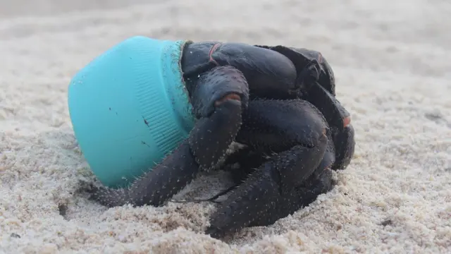 Cangrejo en la Isla Henderson