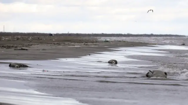 Мертвые тюлени на берегу Каспийского моря