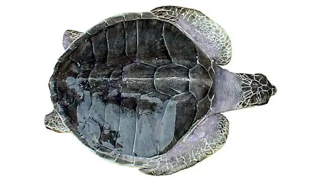 බටු කැස්බෑවා - Olive Ridely turtle (Lepidochelysolivacea)