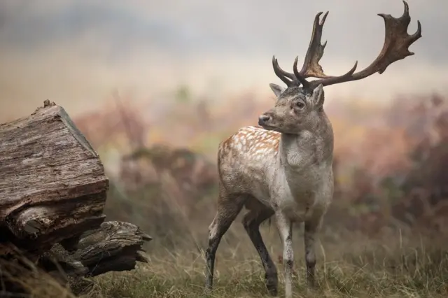 A fallow deer stag stands on a foggy morning in Richmond Park in London