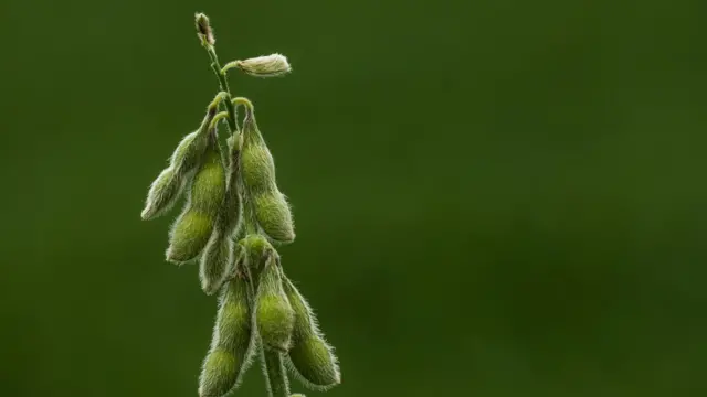 سویا: دانه‌ای بسیار مغذی که زود‌رشد‌ترین محصول جهان است اما آسیب‌های محیط ‌زیستی شدیدی می‌زند.