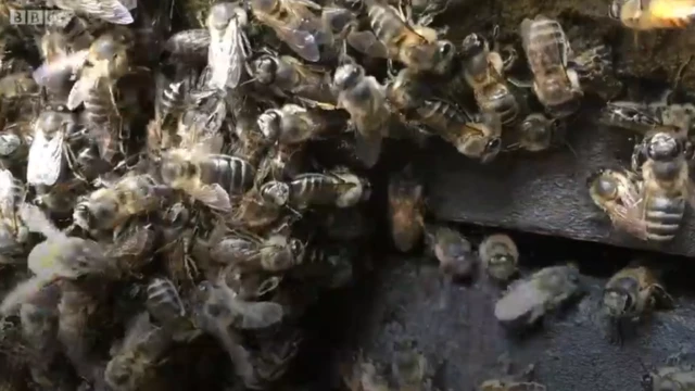 Shinnidu markii hore waxay sameyn jirtay 25 ilaa 30 kiilo oo malab ah