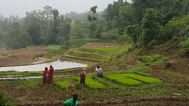 आकाशेपानीमा रोपाइँ