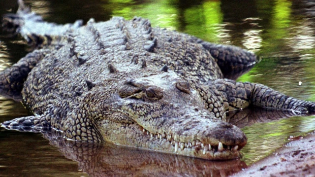 Naachi qonnaan bulaa ciniine 3.2m dheerata