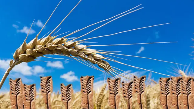 Espiga de cebada real y pictogramas sumerios