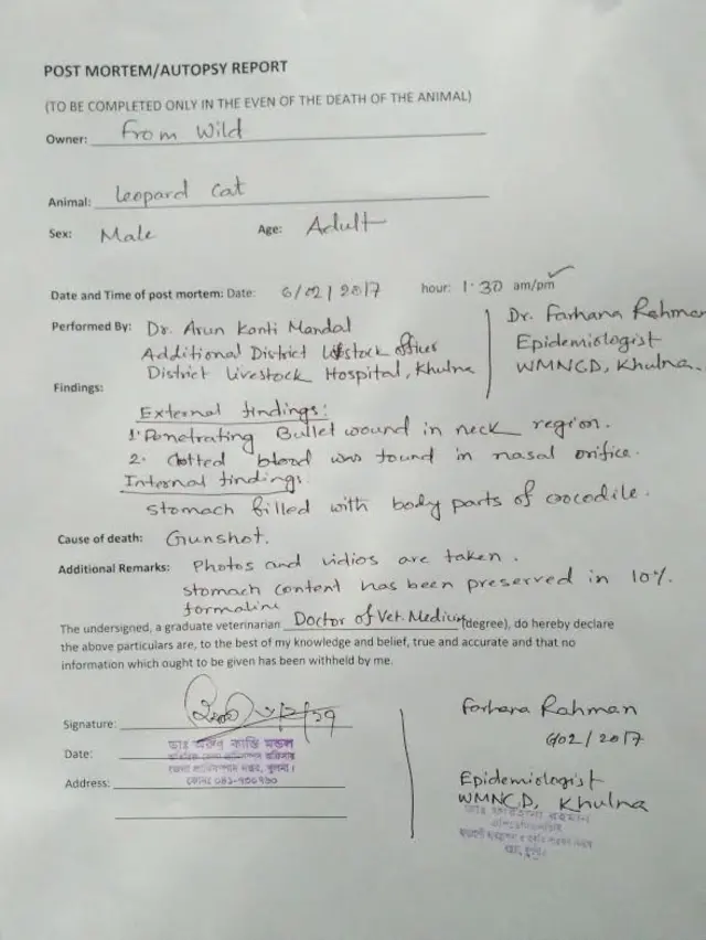 চিতা বিড়ালের পোস্ট মর্টেম রিপোর্ট