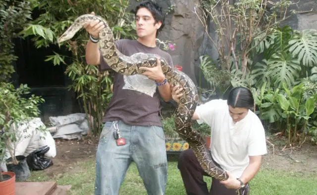 Andrés Cota Hiriart y un amigo con una boa