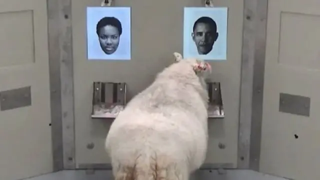 پسونه