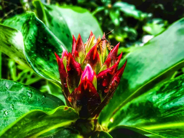 பாலமுரளி