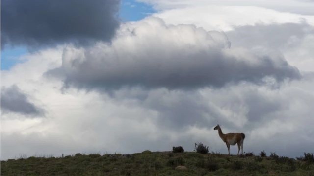 Guanacos no Chile