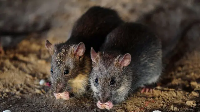 Крысы