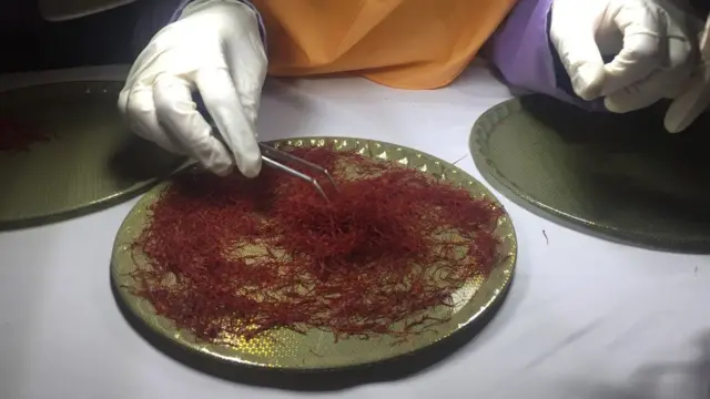 جشنواره گل زعفران