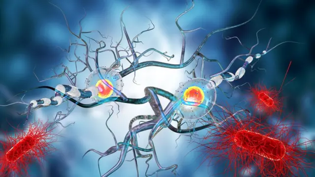 Нервные клетки в человеческом мозге