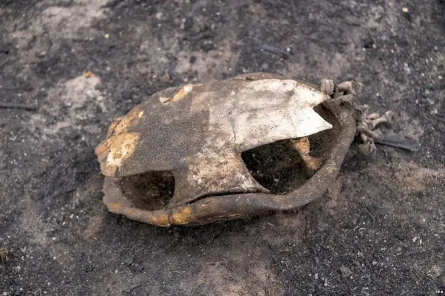 ब्राज़ील+आग+पर्यावरण