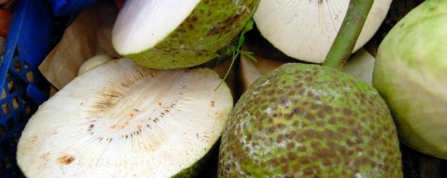 In French Polynesia, breadfruit is an essential part of both the islanders' diet and their culture - so much so, that its story is cemented in history.