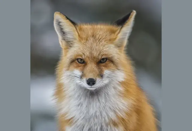 الثعلب الأحمر