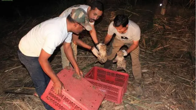 तेंदुए के बच्चे