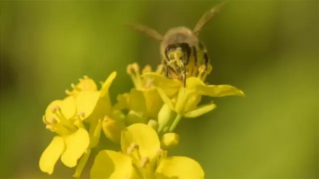 সরিষার ফুল