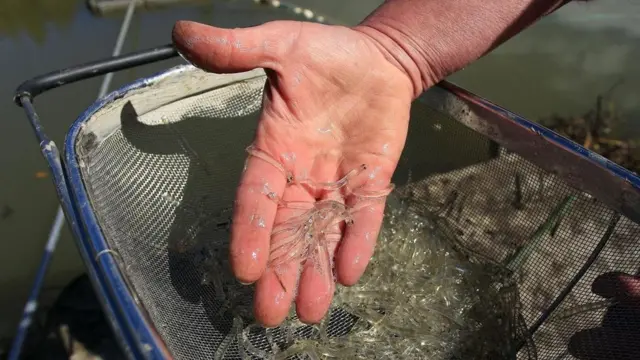 ما سر تناول اليابانيين لوجبة الحبار الراقص العائد للحياة؟