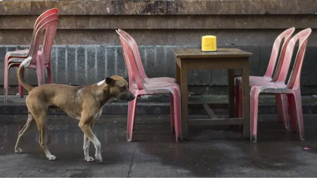 Perro caminando al lado de mesas callejeras