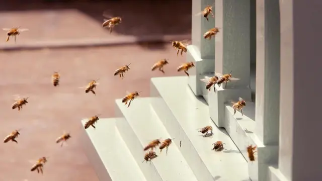 Certaines entreprises se tournent vers la prise de décision collective des essaims d'abeilles pour aider les humains à mieux travailler ensemble.