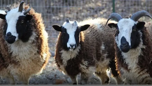 د یعقوب پسه