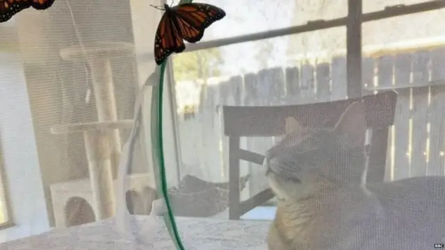 ਮੈਕਲੌਸਕੀਕ ਦੀ ਬਿੱਲੀ ਫਲੋਕੀ