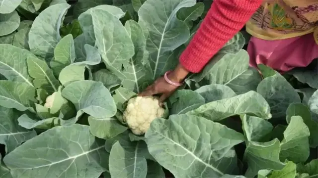 भारत में कृषि