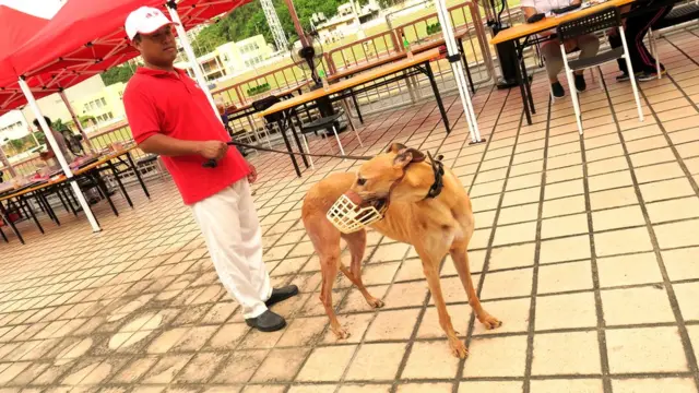 退役格力犬"城市獵人"（City Hunter）