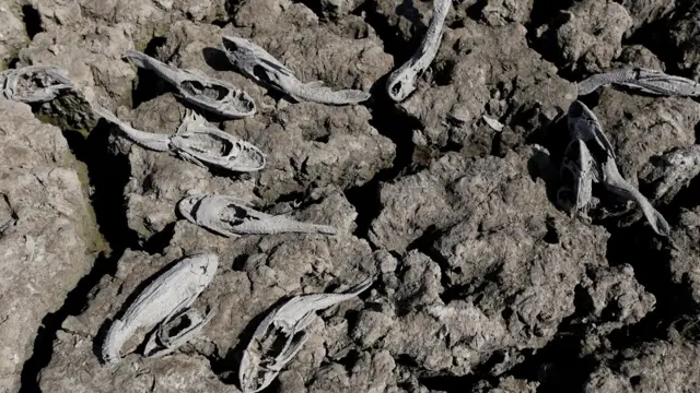 प्राग्वे में पिक्लोमेयो नदी के आस-पास पड़ा सूखा